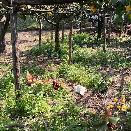 팜스테이 Azienda Agricola Zootecnica Soriente Di Guglielmo Areh Soriente & C.s.a.s *