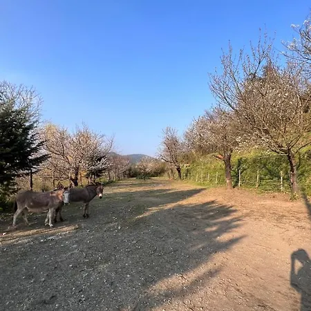 Azienda Agricola Zootecnica Soriente Di Guglielmo Areh Soriente & C.s.a.s * Roccapiemonte