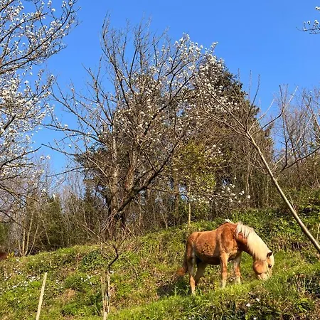 Azienda Agricola Zootecnica Soriente Di Guglielmo Areh Soriente & C.s.a.s 팜스테이